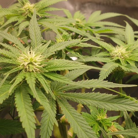 WR2 growlog timeline photo