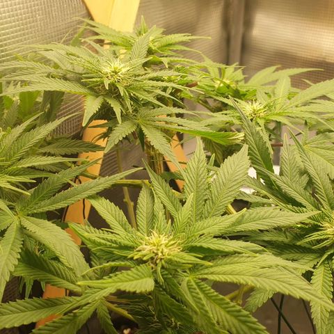 WR2 growlog timeline photo
