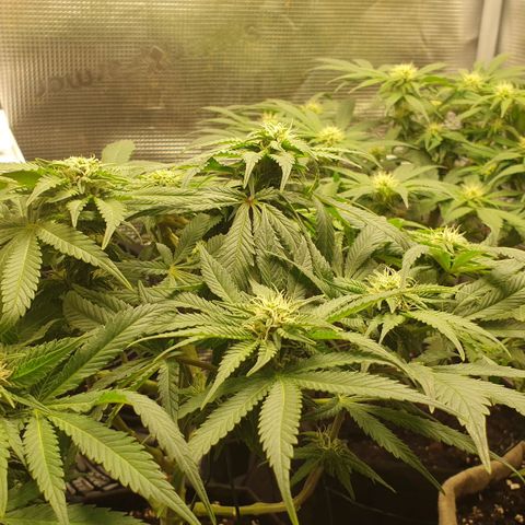 WR2 growlog timeline photo