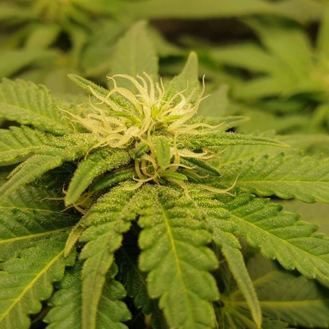 WR2 growlog timeline photo