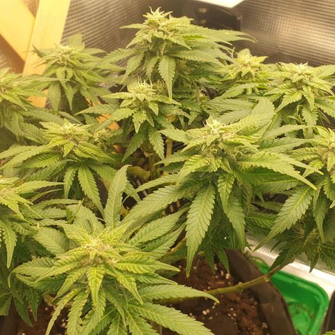 WR2 growlog timeline photo