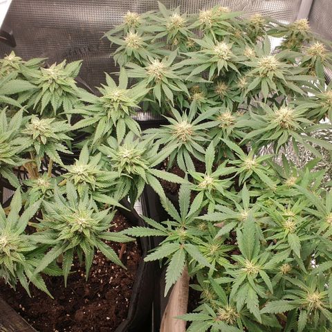 WR2 growlog timeline photo