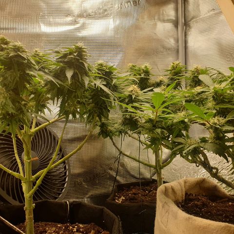 WR2 growlog timeline photo