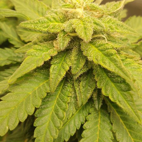 WR2 growlog timeline photo