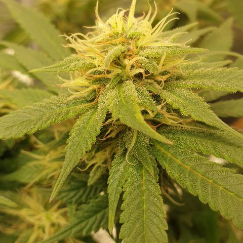 WR2 growlog photo: WR 3 zum Vergleich