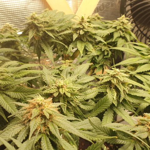 WR2 growlog timeline photo