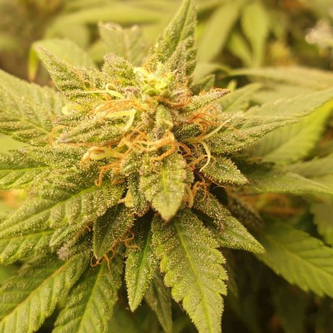 WR2 growlog timeline photo