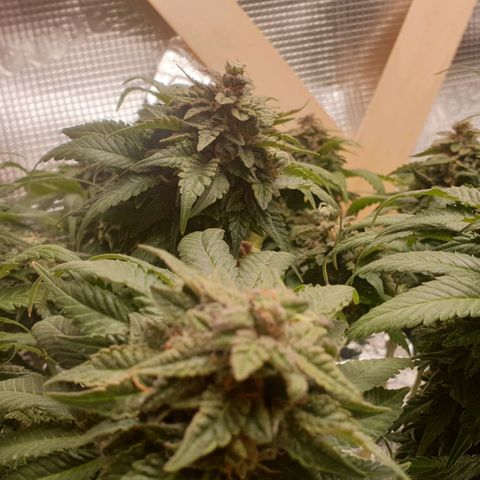 WR2 growlog timeline photo