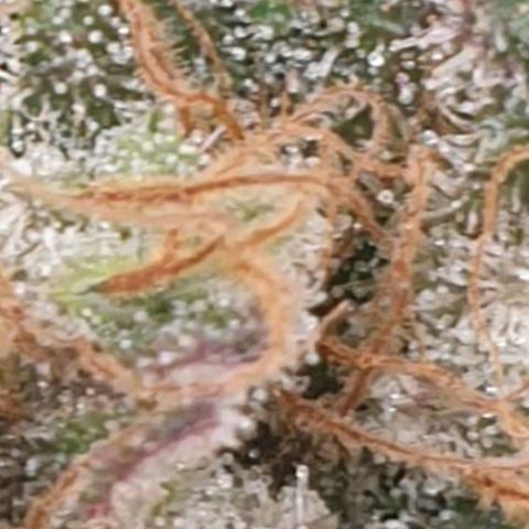 WR2 growlog photo: Reveg nach 2 Wochen Blüte Initiierung (Lichtwechsel 12/12 -> 18/6 -> 12/12). Spät in der Blüte kam Foxtailing vermutlich wegen 15 Minuten zu wenig Licht täglich seit Umstellung auf 150W. Möglicherweise eine zweite Revegphase eingeleitet?