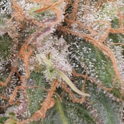 WR2 growlog photo: Reveg nach 2 Wochen Blüte Initiierung (Lichtwechsel 12/12 -> 18/6 -> 12/12). Spät in der Blüte kam Foxtailing vermutlich wegen 15 Minuten zu wenig Licht täglich seit Umstellung auf 150W. Möglicherweise eine zweite Revegphase eingeleitet?