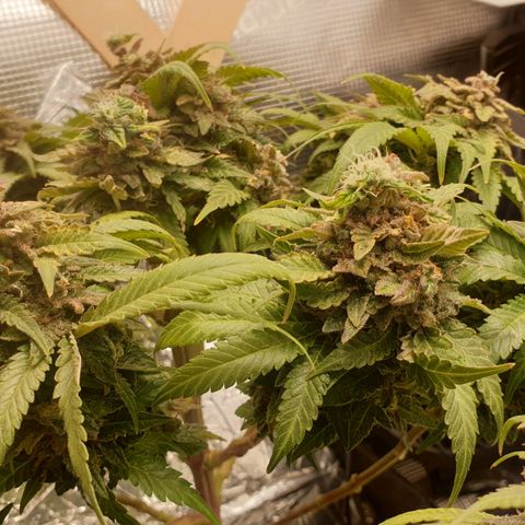 WR2 growlog photo: Reveg nach 2 Wochen Blüte Initiierung (Lichtwechsel 12/12 -> 18/6 -> 12/12). Spät in der Blüte kam Foxtailing vermutlich wegen 15 Minuten zu wenig Licht täglich seit Umstellung auf 150W. Möglicherweise eine zweite Revegphase eingeleitet?