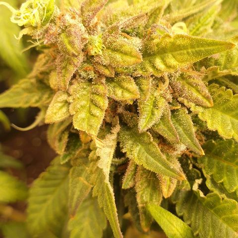WR2 growlog photo: Reveg nach 2 Wochen Blüte Initiierung (Lichtwechsel 12/12 -> 18/6 -> 12/12). Spät in der Blüte kam Foxtailing vermutlich wegen 15 Minuten zu wenig Licht täglich seit Umstellung auf 150W. Möglicherweise eine zweite Revegphase eingeleitet?