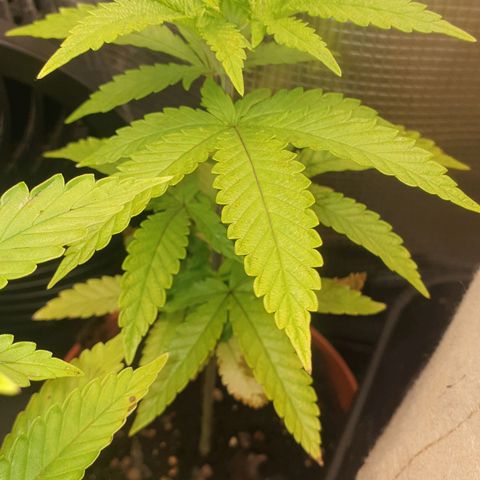 WR6 growlog timeline photo