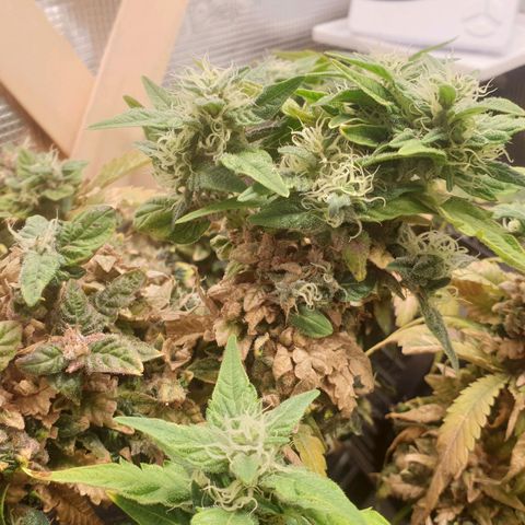 WR2 growlog timeline photo