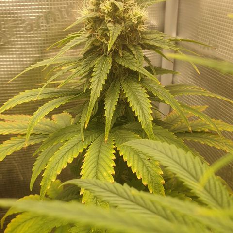 WR6 growlog timeline photo