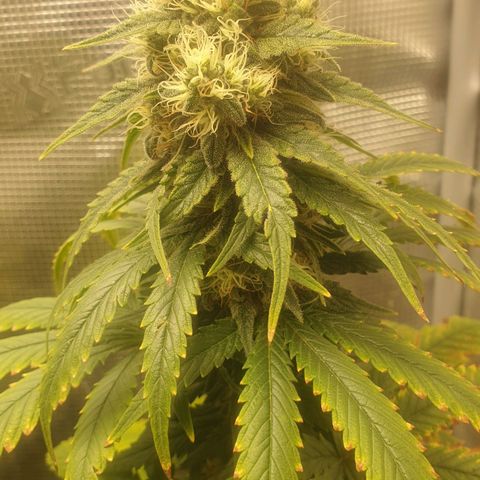 WR6 growlog timeline photo