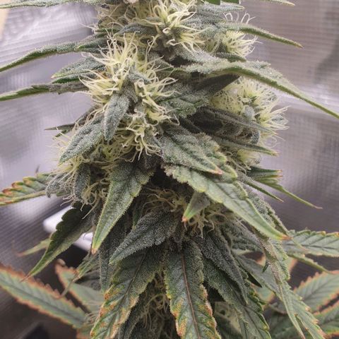 WR6 growlog timeline photo