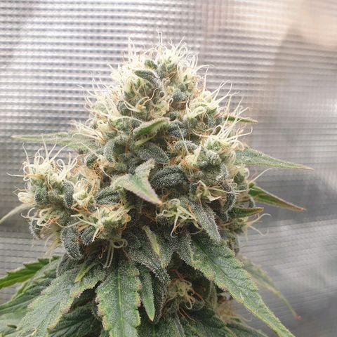 WR6 growlog timeline photo