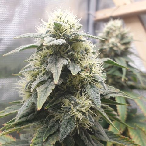 WR6 growlog timeline photo