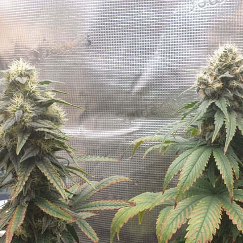 WR6 growlog timeline photo