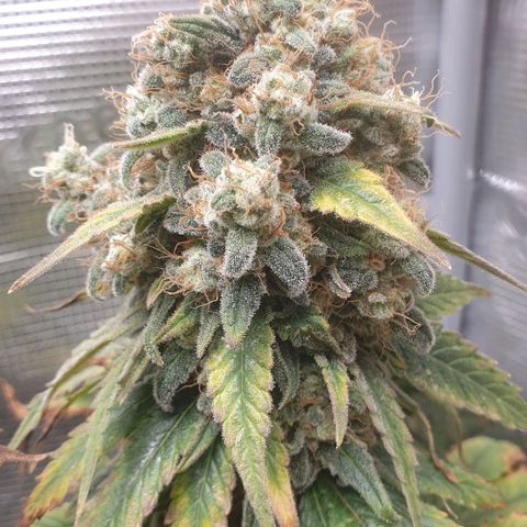 WR6 growlog timeline photo