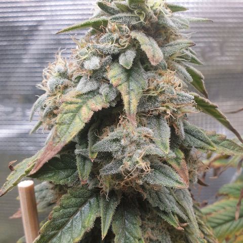WR6 growlog timeline photo