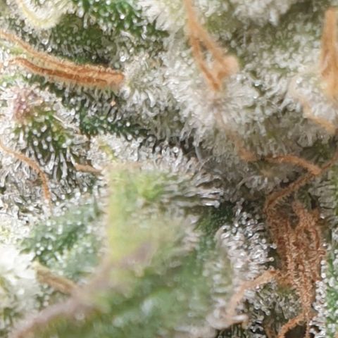 WR6 growlog timeline photo