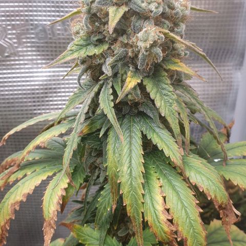 WR6 growlog timeline photo