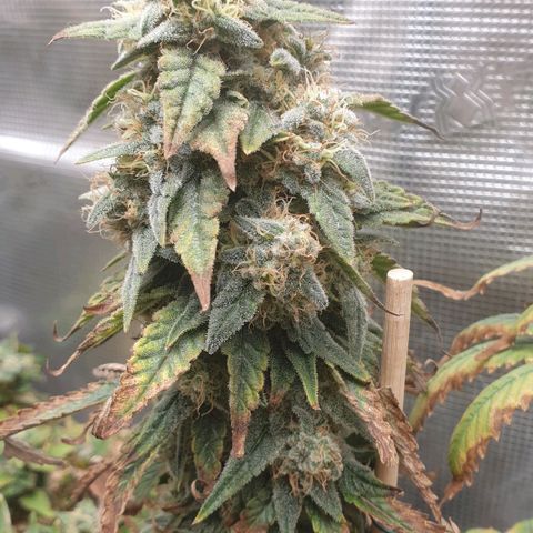 WR6 growlog timeline photo