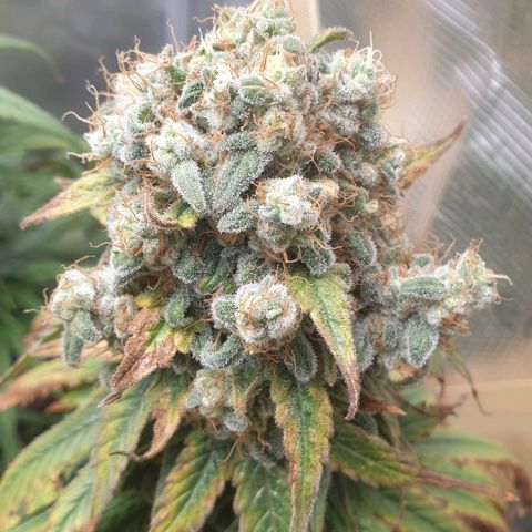 WR6 growlog timeline photo