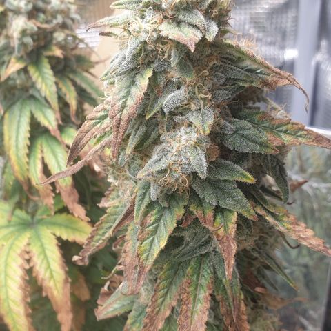 WR6 growlog timeline photo
