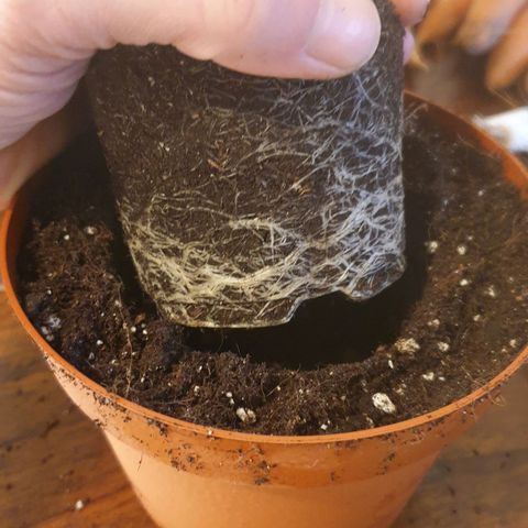 WR6 growlog timeline photo