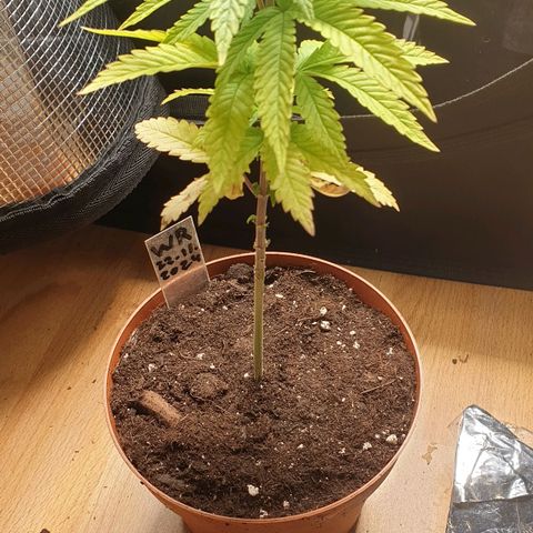 WR6 growlog timeline photo