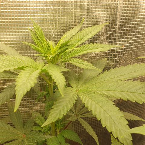 WR6 growlog timeline photo