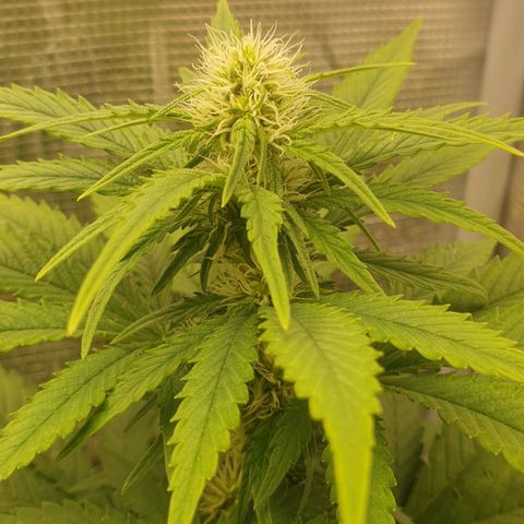 WR6 growlog timeline photo