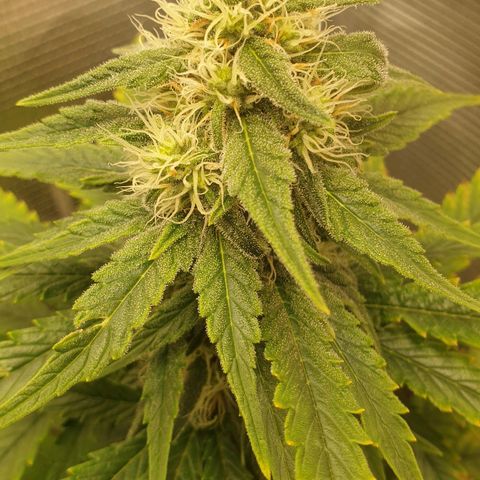 WR6 growlog timeline photo