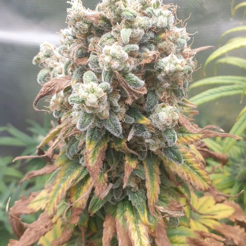 WR6 growlog timeline photo