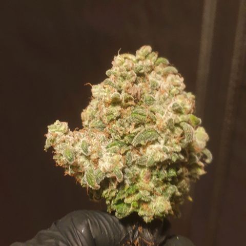 WR6 growlog timeline photo