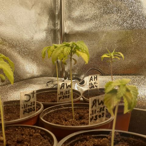 WR6 growlog timeline photo