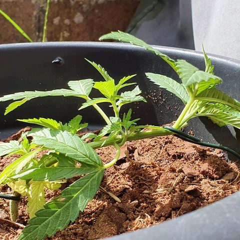 Second growlog photo: Lst day 1