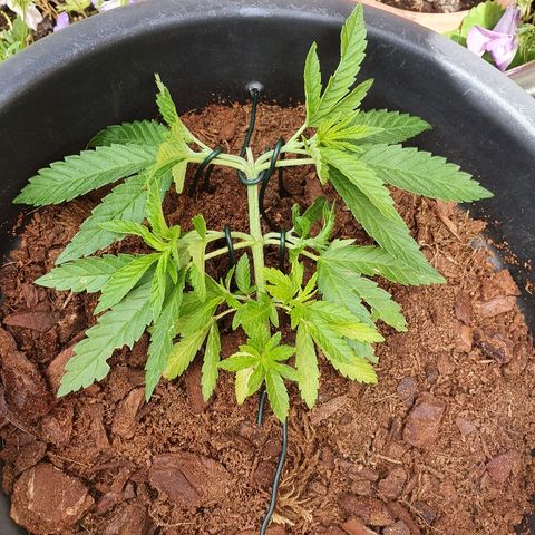 Second growlog photo: More LST