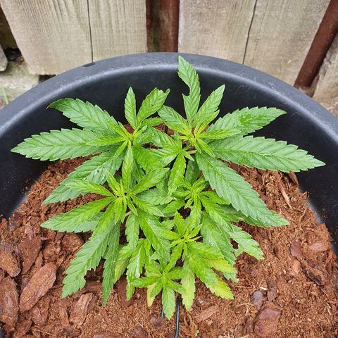 Second growlog photo: Post 2nd LST