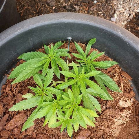 Second growlog timeline photo