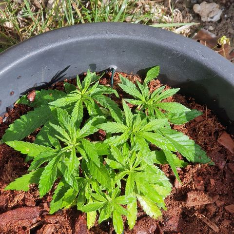Second growlog photo: Morning. Water. Feed. 