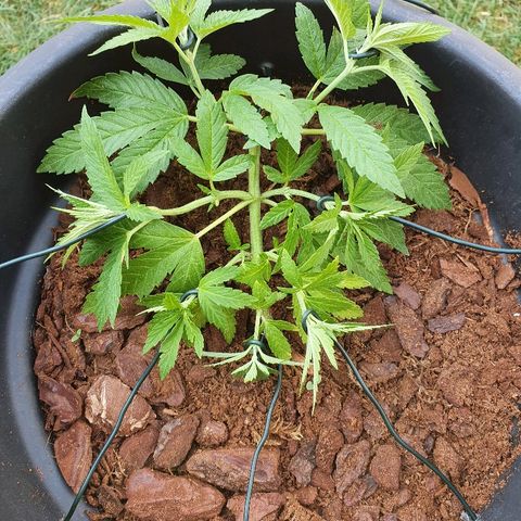 Second growlog photo: More LST