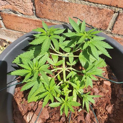 Second growlog photo: More training