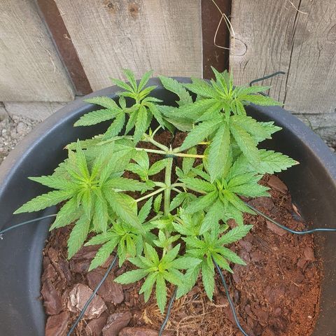 Second growlog photo: Morning pre water and feed