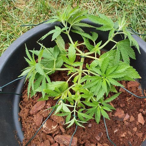 Second growlog timeline photo