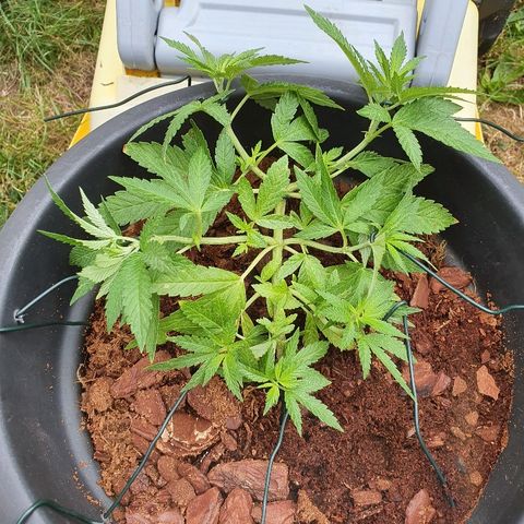 Second growlog timeline photo