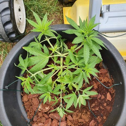 Second growlog timeline photo